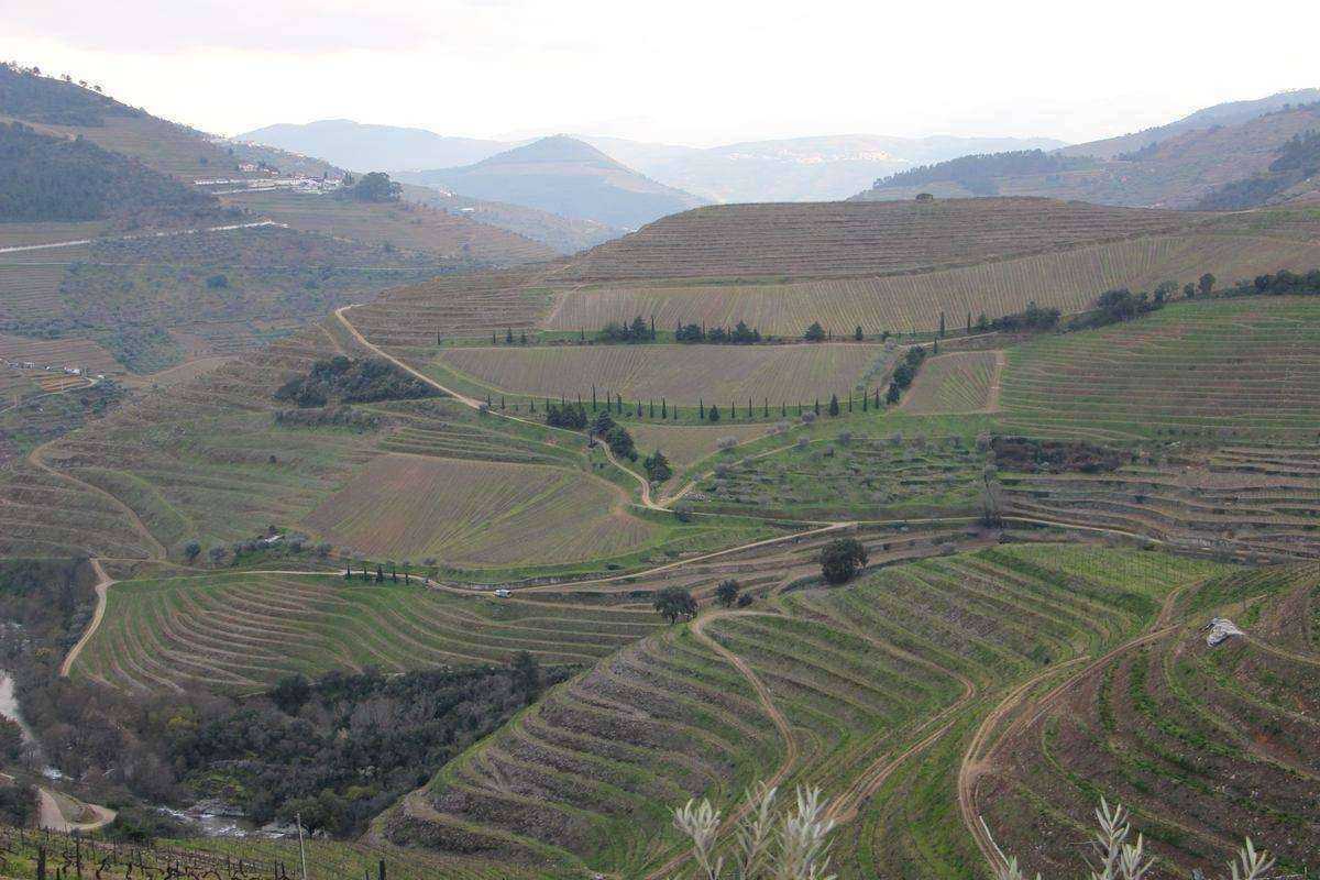 VIGNES DANS HAUT DOURO portugal