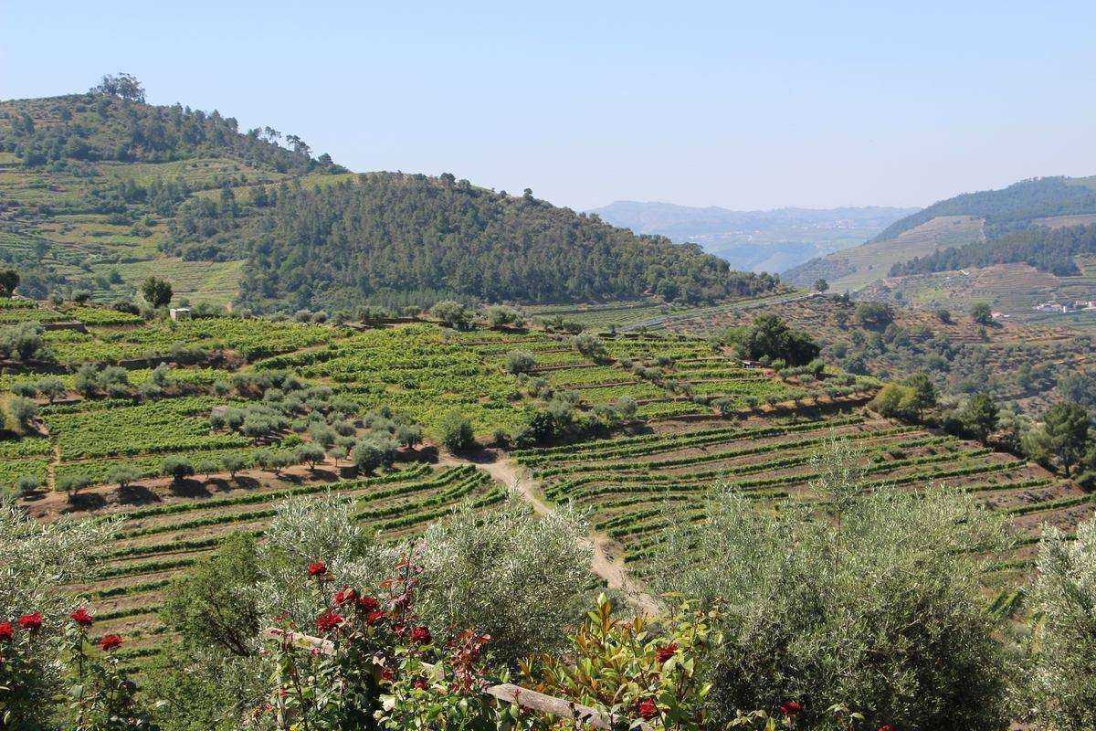 VIGNOBLE-EN-TERRASSES-DU-HAUT-DOURO