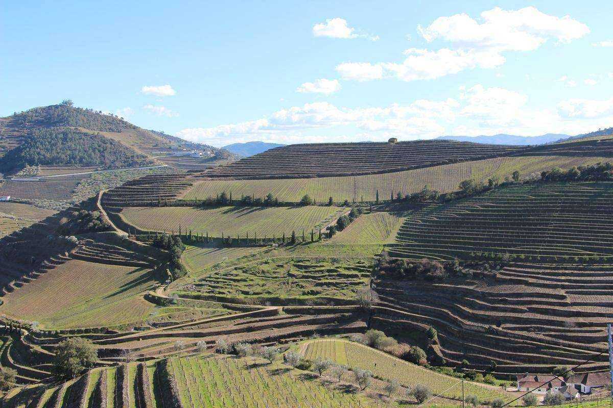 VINEYARDS-UPPER-DOURO