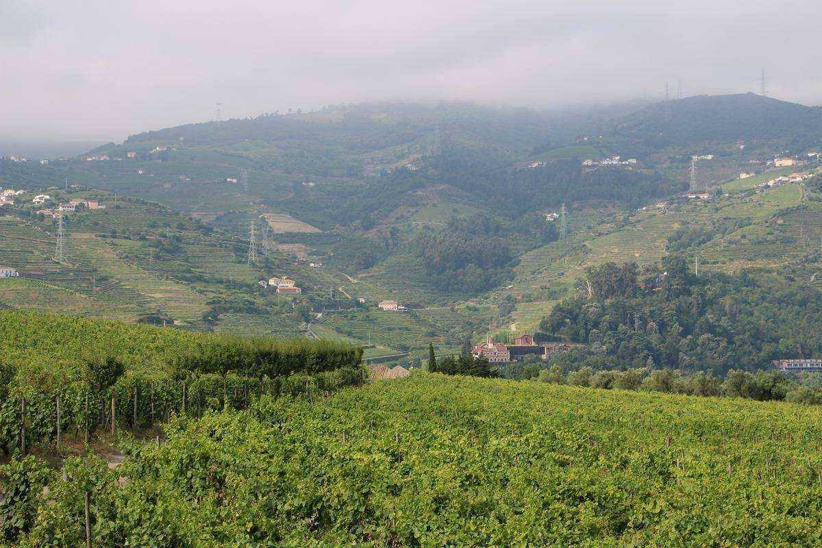 QUINTA DA PACHECA wine region
