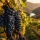 Les cépages portugais : Touriga Nacional, Alvarinho et les autres